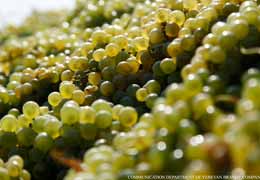Заготовки винограда  Армении в 2014 году  выросли на 10%