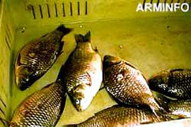 В реке Шахвард Арагацотнской области выявлен случай массовой гибели рыбы