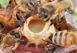 Сотовая связь опустошает пчелиные соты