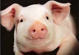 Минсельхоз Армении: Увеличение поголовья свиней позволит избежать подорожания свинины в преддверие новогодних праздников