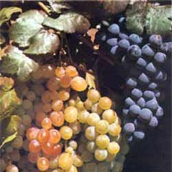 Ереванский коньячный завод намерен увеличить заготовки винограда в 2013 году на 40% - до 30 тыс тонн