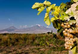 Хороший урожай винограда обеспечил высокие темпы производства коньяка и вин