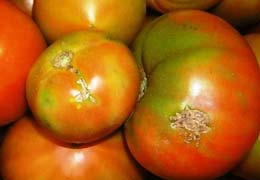 Россельхознадзор вернул Армении 22 тонны томатов