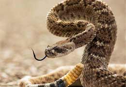 В мае-июне в Армении зарегистрировано 9 случаев укусов змей